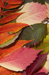 jagged red leaves