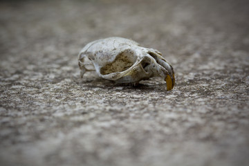 Rodent Skull