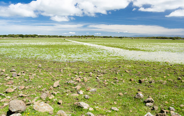 Sardegna, primavera alla Giara