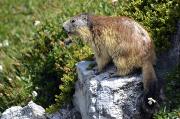 Alpine marmot (Marmota marmota) on rock