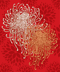 Crysanthemum illustration