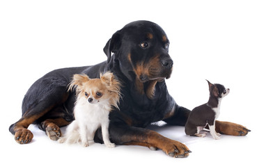 Obraz premium rottweiler and chihuahuas