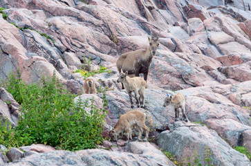 Alpine ibex (Capra Ibex) with kids