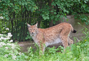 Obraz premium Eurasian lynx (L. Lynx)