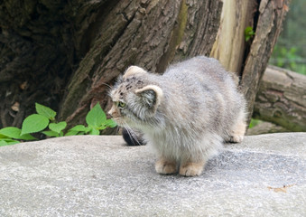 Pallas's cat (Otocolobus Manul)