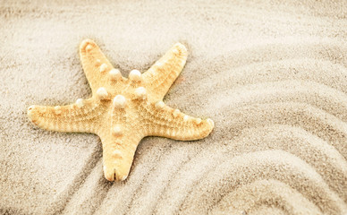 Fototapeta na wymiar Seastar on a sand.
