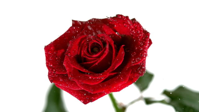 Rain drops falling on red rose
