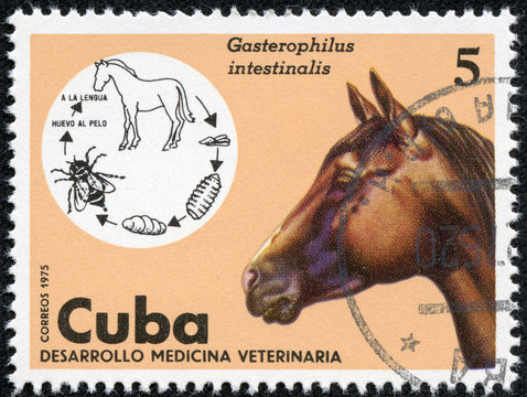 stamp printed in the Cuba shows  Horse