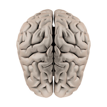 Menschliches Gehirn - anatomisches Modell