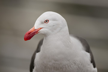 Dolphin Gull