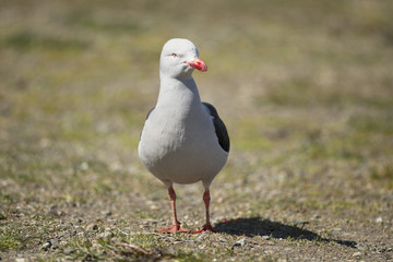 Dolphin Gull