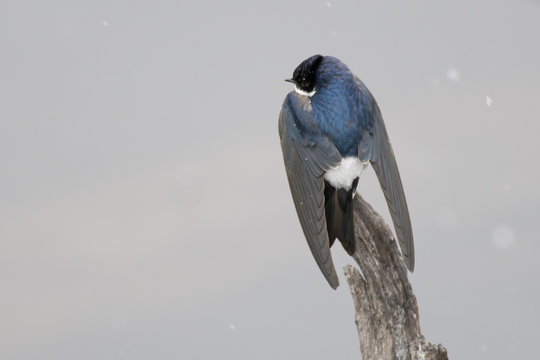 Chilean Swallow