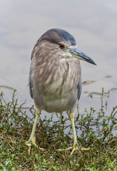 Striated heron