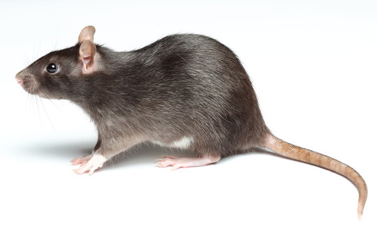 rat over white