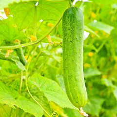 Cucumber on tree in the garden