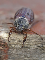 cockchafer