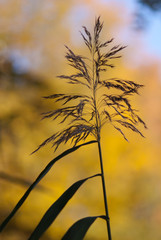 Obraz premium Schilfwedel im Herbstabend, Lüneburger Heide, Niedersachsen, Deutschland, Europa