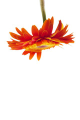 Fototapeta na wymiar Pomarańczowy gerbera góry nogami