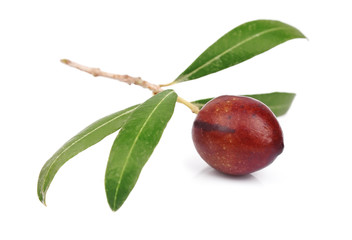 Olive branch