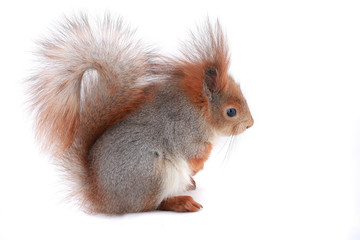 Fototapeta premium squirrel,