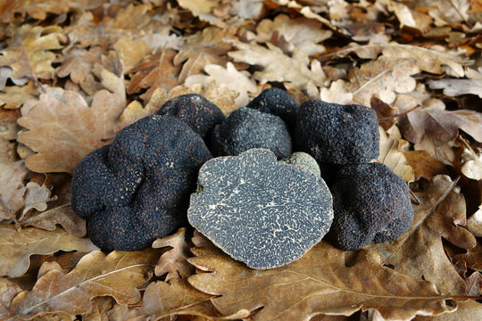 black truffles (Tuber melanosporum)