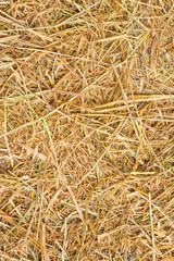 Rice straw background