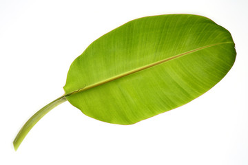 Banana leaf