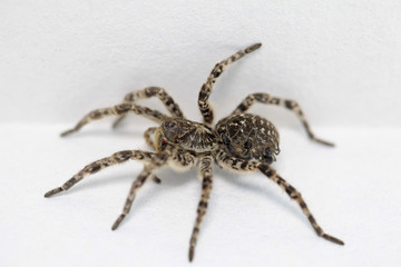 spider
