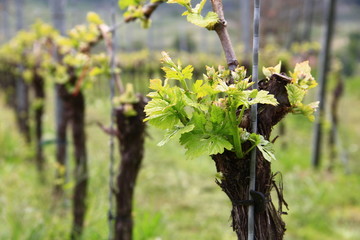 Weinreben im Frühling