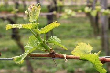 Weinreben im Frühling