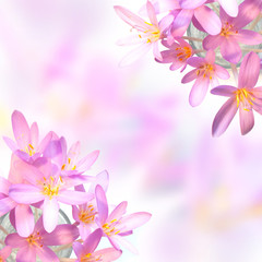 Obraz na płótnie Canvas Krokusy kwiaty szafranu na kolorowe niewyra¼ne tło