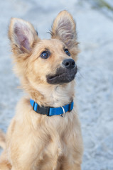 small Basque shepherd puppy, looking intently with ears cocked