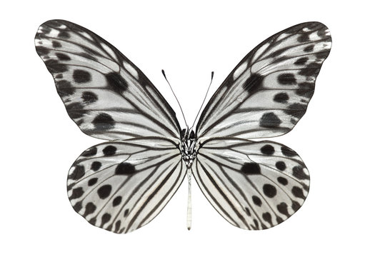 Butterfly (Idea lynceus)