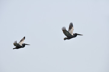 Pelicans in Flight at Malibu Beach, California