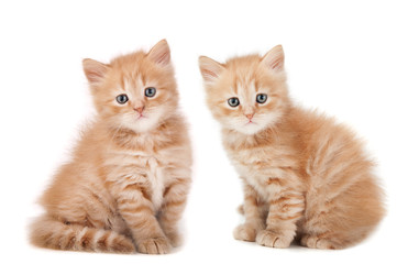 two small kittens looking