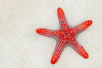 red starfish