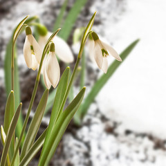 snowdrop