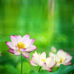 Obraz na płótnie Canvas Beautiful Lotus with nice backgroun