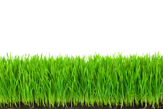 Green  Grass with Fertile Soil and Drops Dew