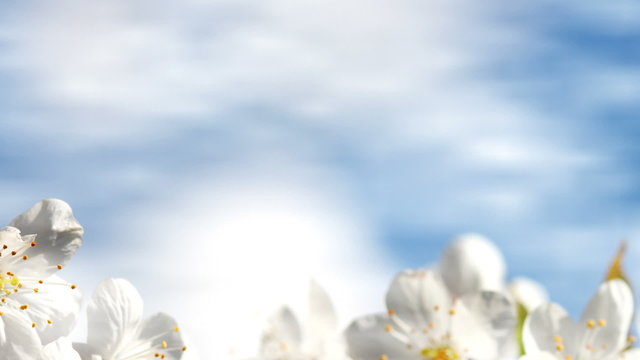 Apfelbl&uuml;ten