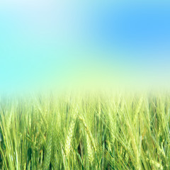 green wheat with the sky