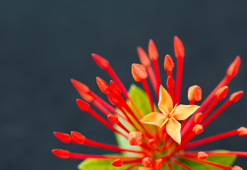 Ixora flower blossom