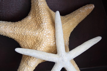 Closeup of sea stars on dark background