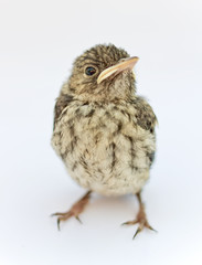 Nestling on a white background