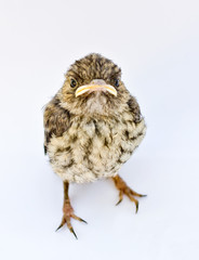 Nestling on a white background