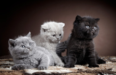 drie Britse korthaar kittens