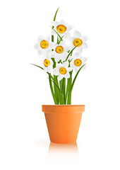 Spring Gardening. White narcissus flowers in pot on white