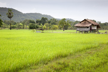 Fototapeta na wymiar pola ryżu