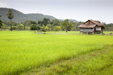 rice field