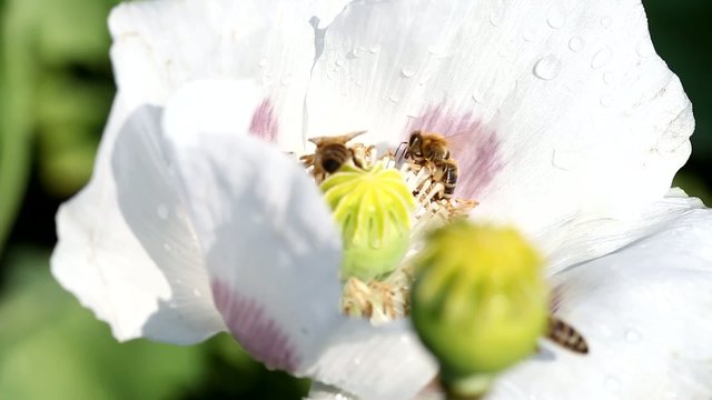 white poppy flower and bee